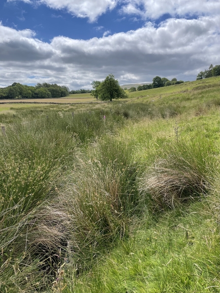 dense rushes surrounding a watercourse 