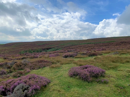 Heather over a moor