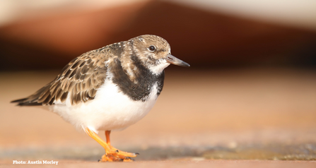 Turnstone