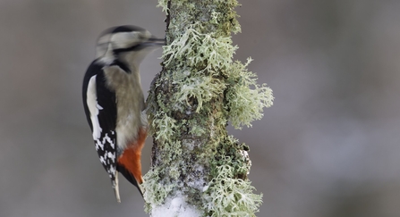 A great spotted woodpecker pecking an ice covered mossy branch.