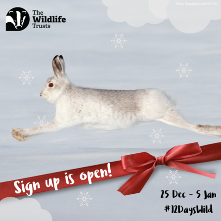 12 days wild hare sign up banner