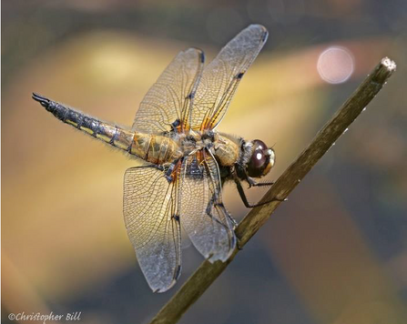 Four spotted chaser Dragonfly  on a branch