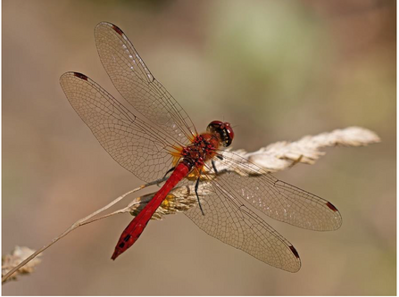 Ruddy darter dragonfly on rush