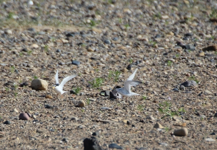 Little terns on a beach