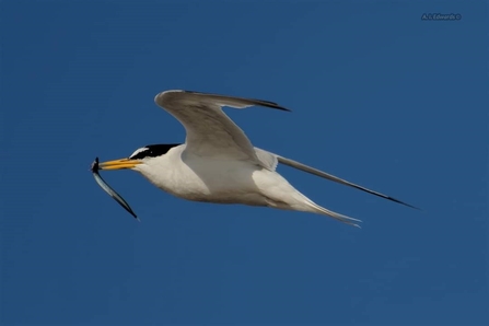 Little tern flying with food in beak