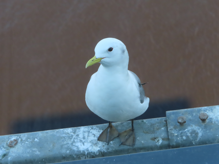 Kittiwake on ledge