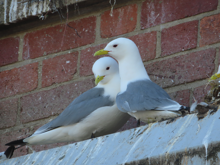 Close up of kittiwakes on the baltic ledge