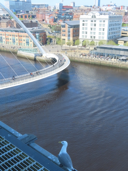 tyne millennium bridge with kittiwake in foreground on baltic building