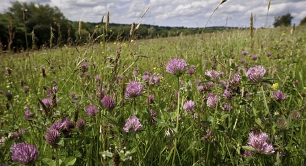 A beautiful hay meadow beneath a cloudy sky. The meadow is filled with tall grasses in shades of green and brown, and the bright pink globe-like flowerheads of red campion