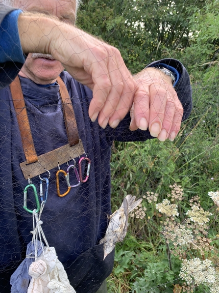 a reed warbler in the bird ringing net with a man getting ready to remove it