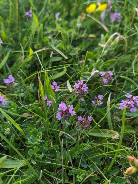 Wild Thyme (Thymus polytrichus) at Herrington Hill