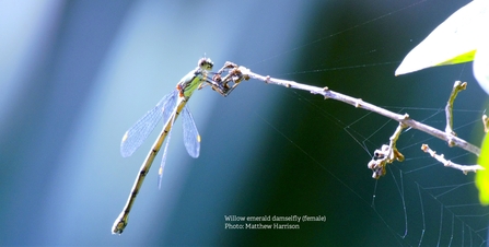 female willow emerald damselfly 