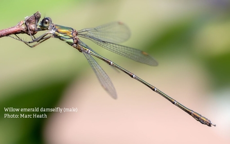 male willow emerald damselfly 