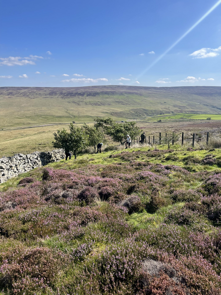 Volunteers working on moorland 