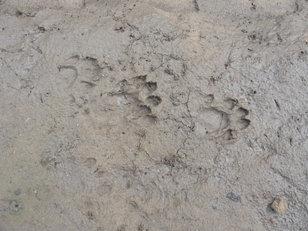 Otter tracks in mud