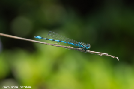 Damselfly on branch.