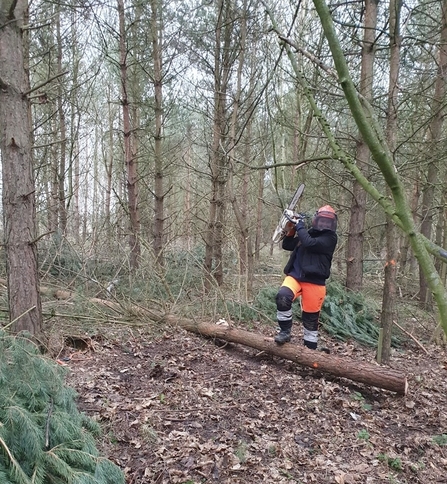 Person in protective gear using chainsaw to cut fallen tree in woodland