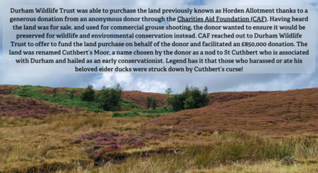 Looking uphill over moorland towards hut.