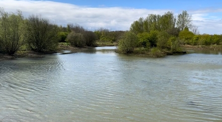 pond with trees in background