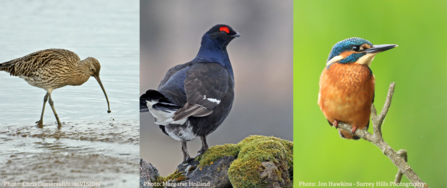 Curlew, grouse and kingfisher