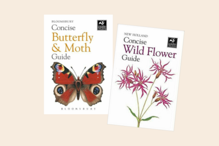 Concise guides - butterfly and moth/wildflower guides