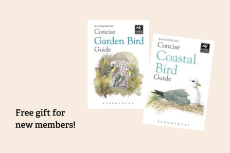 Concise Guides - birds