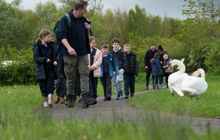 Man leading school children along path with meadows on either side and swans on edge of path