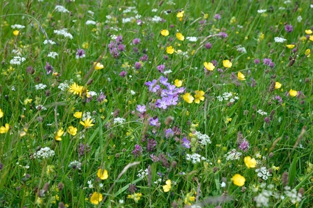 Wildflowers - Marcus Byron