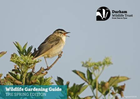 Front cover - spring wildlife gardening guide