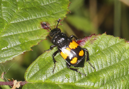 A common sexton beetle, black with orange bands across its back, poised at the edge of a leaf