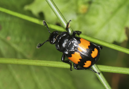 A common sexton beetle, black with orange bands across its back, climbs a plant stem