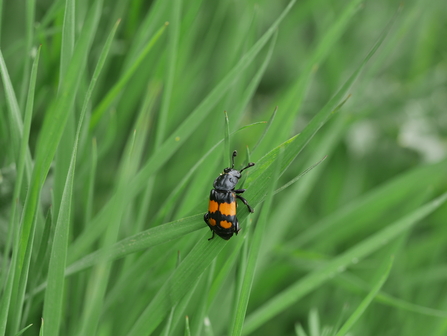 A common sexton beetle, black with orange bands across its back, climbs a blade of grass
