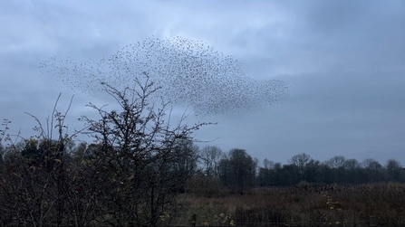 starlings in flight over twighlight sky above trees