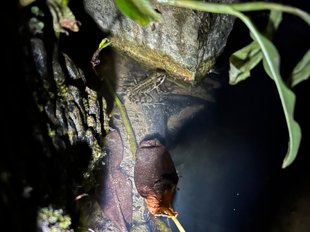 a frog in a pond