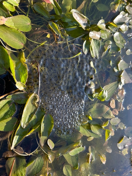 frogspawn on top of pond surrounded by plants