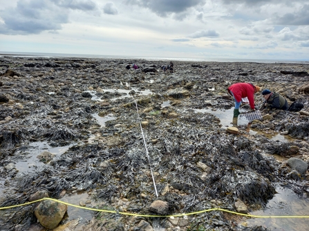 Shoresearch survey, Seaham