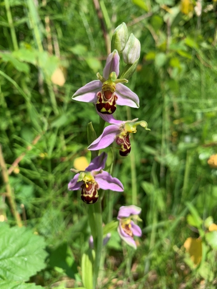 bee orchid plant in grasses