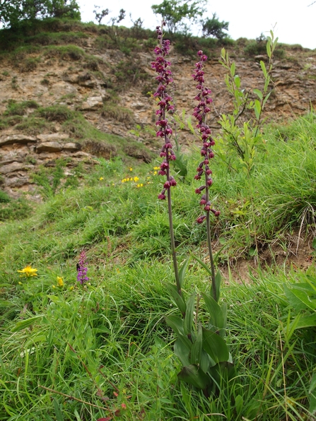 dark red helleborine orchids in grass with quarry cliffs in background
