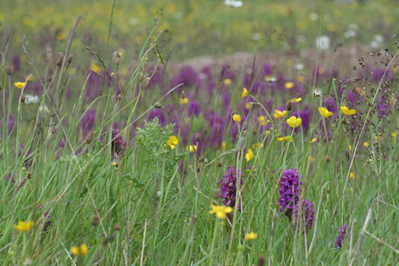 field full of wildflowers including purple orchids