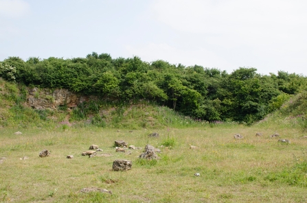 field with trees and cliffs in background
