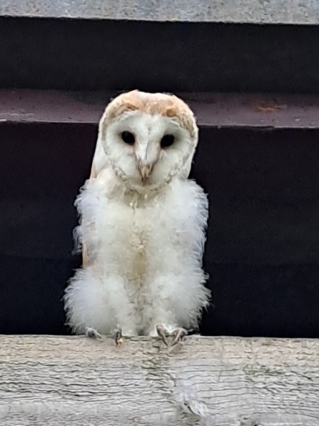 Barn owl sitting on wooden gate looking directly at camera