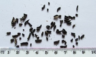 Bat droppings on paper with ruler showing size