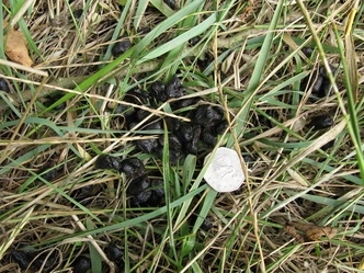 Deer droppings in grass