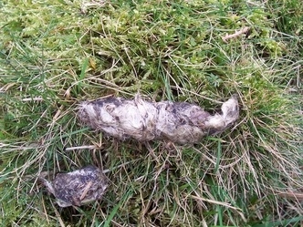 fox scat in grass