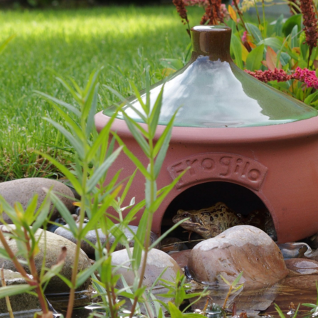 Frog and Toad House