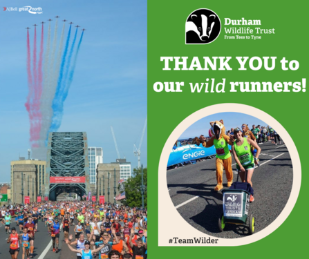 Picture of red arrows over Tyne bridge alongside a photo of wildlife trust runners pushing collection bin