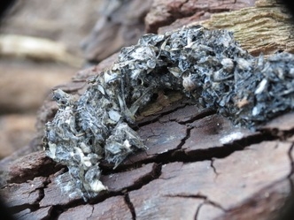 Otter spraint 