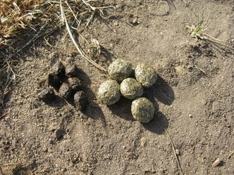 Hare and rabbit droppings side by side on mud