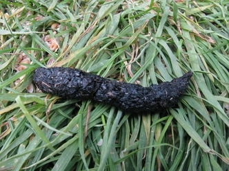 Hedgehog dropping  in grass