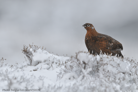 Grouse in snow